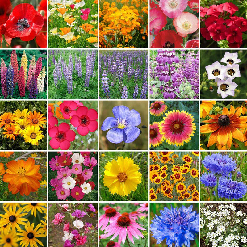 Mix Color Premium Flower Seeds [ WINTER SEASON ](Pack of 100)