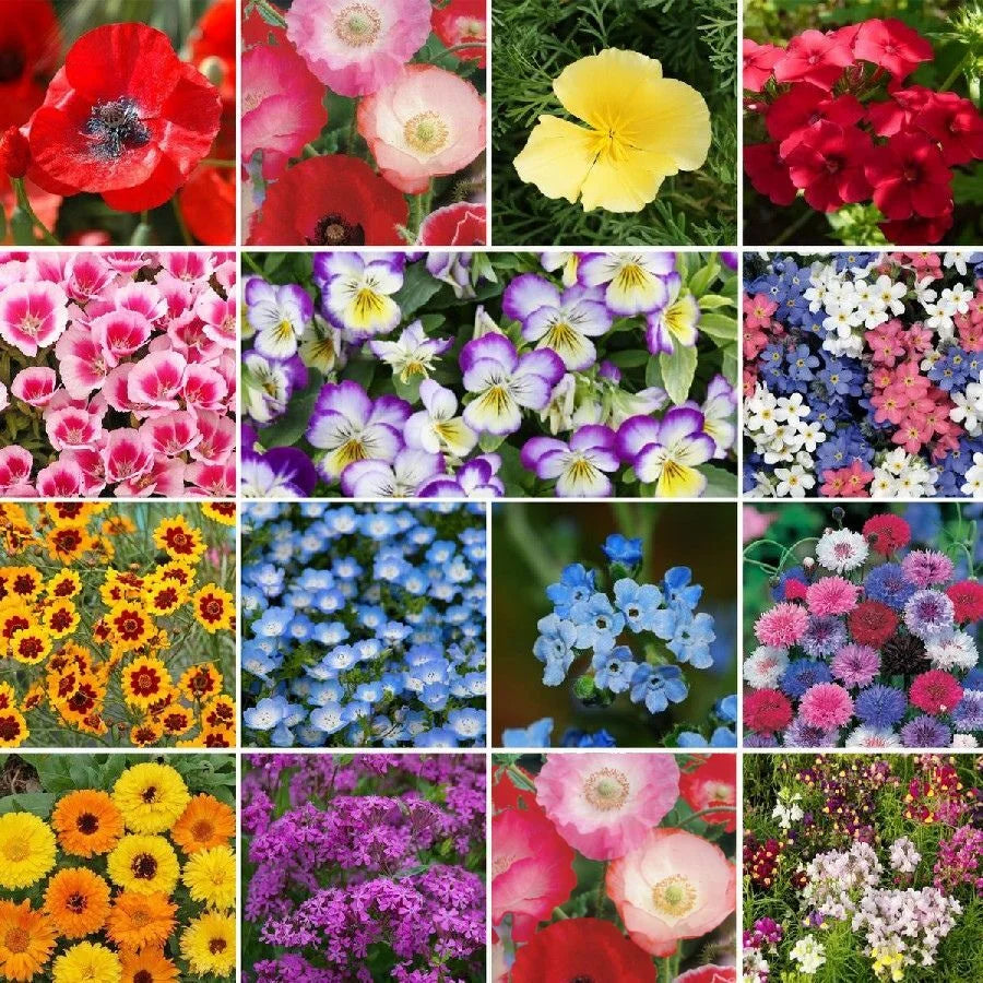 Mix Color Premium Flower Seeds [ WINTER SEASON ](Pack of 100)